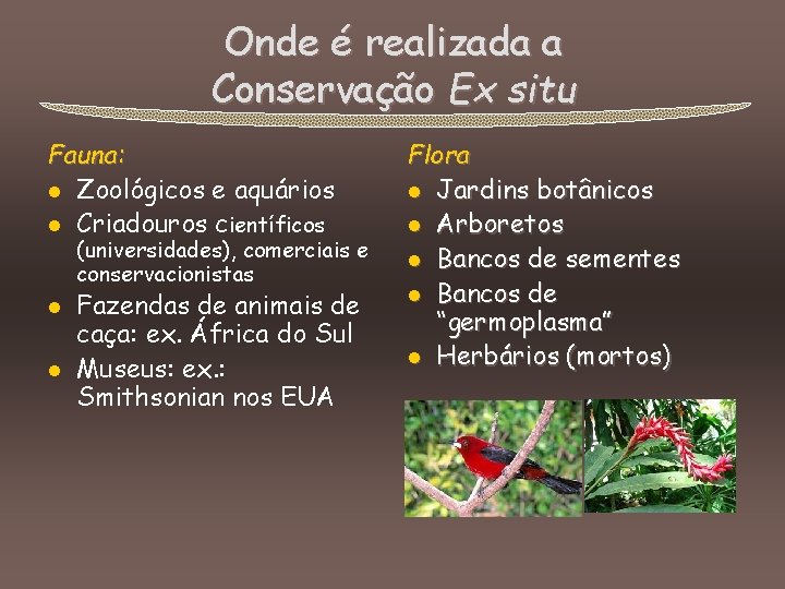 Onde é realizada a Conservação Ex situ Fauna: l Zoológicos e aquários l Criadouros