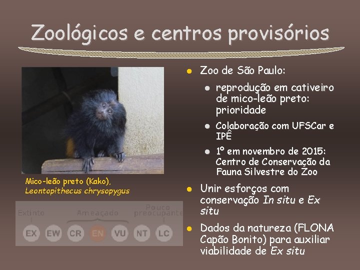 Zoológicos e centros provisórios l Zoo de São Paulo: l l l Mico-leão preto