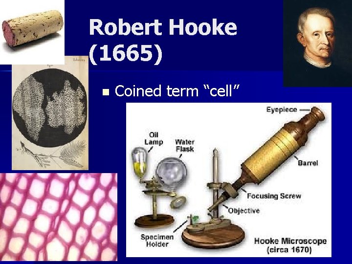 Robert Hooke (1665) n Coined term “cell” 