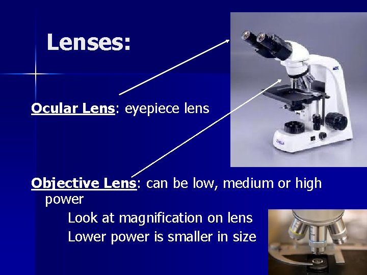 Lenses: Ocular Lens: eyepiece lens Objective Lens: can be low, medium or high power