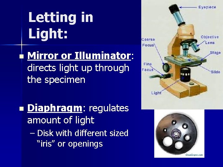 Letting in Light: n Mirror or Illuminator: directs light up through the specimen n