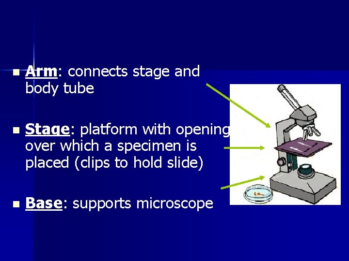 n Arm: connects stage and body tube n Stage: platform with opening over which