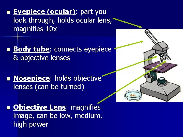 n Eyepiece (ocular): part you look through, holds ocular lens, magnifies 10 x n