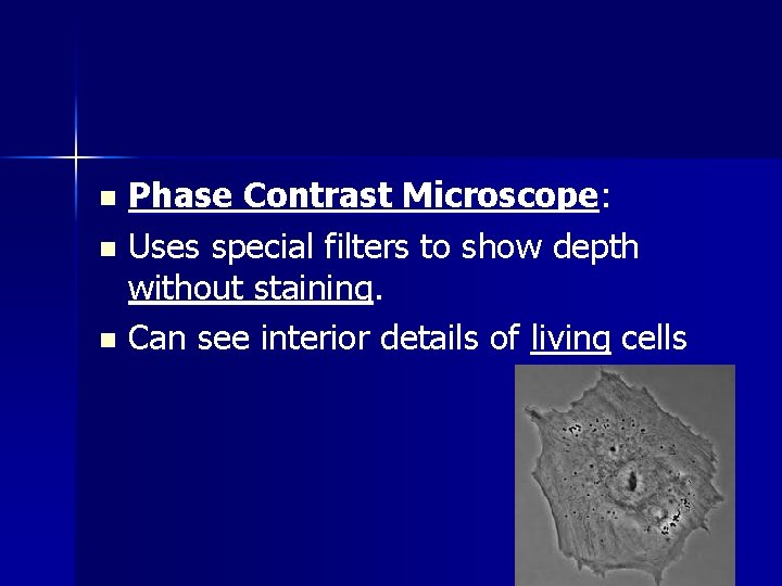 Phase Contrast Microscope: n Uses special filters to show depth without staining. n Can