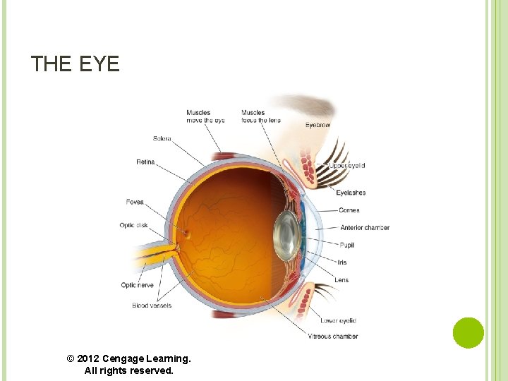 THE EYE © 2012 Cengage Learning. All rights reserved. 