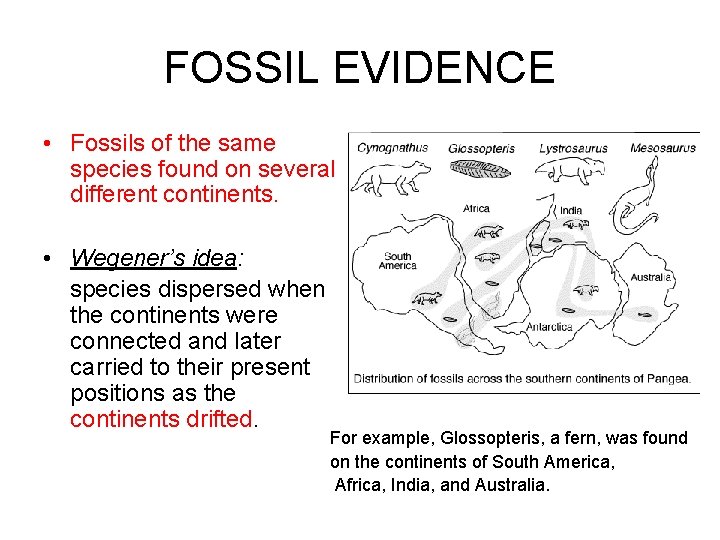 FOSSIL EVIDENCE • Fossils of the same species found on several different continents. •