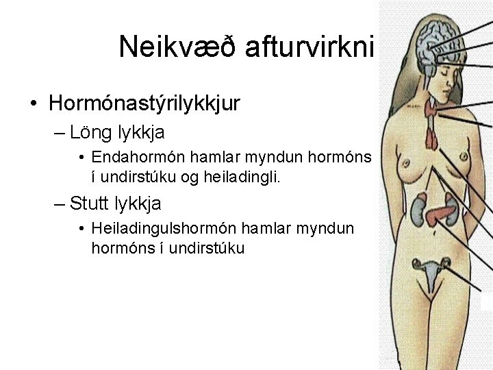 Neikvæð afturvirkni • Hormónastýrilykkjur – Löng lykkja • Endahormón hamlar myndun hormóns í undirstúku