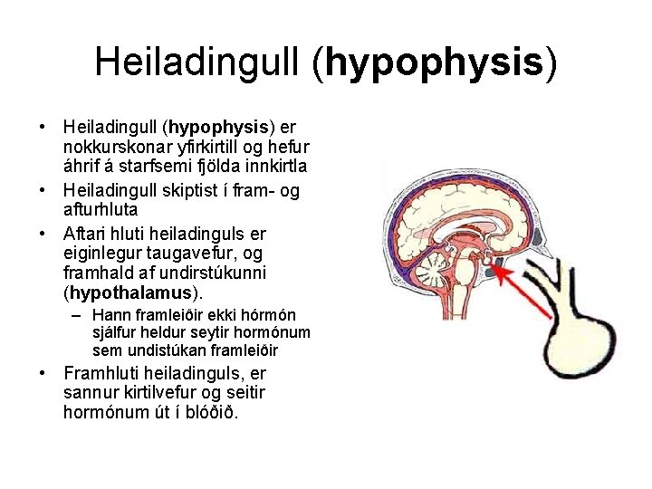 Heiladingull (hypophysis) • Heiladingull (hypophysis) er nokkurskonar yfirkirtill og hefur áhrif á starfsemi fjölda