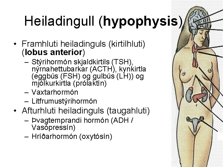 Heiladingull (hypophysis) • Framhluti heiladinguls (kirtilhluti) (lobus anterior) – Stýrihormón skjaldkirtils (TSH), nýrnahettubarkar (ACTH),
