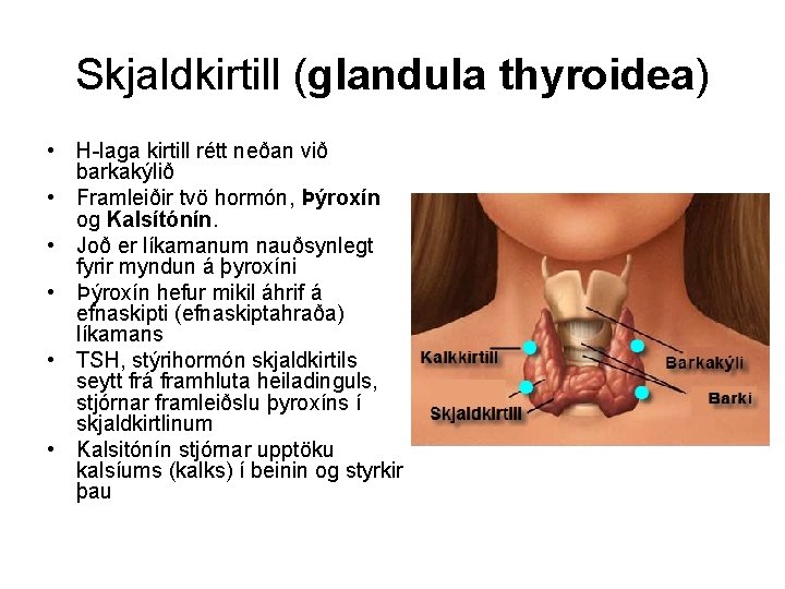 Skjaldkirtill (glandula thyroidea) • H-laga kirtill rétt neðan við barkakýlið • Framleiðir tvö hormón,