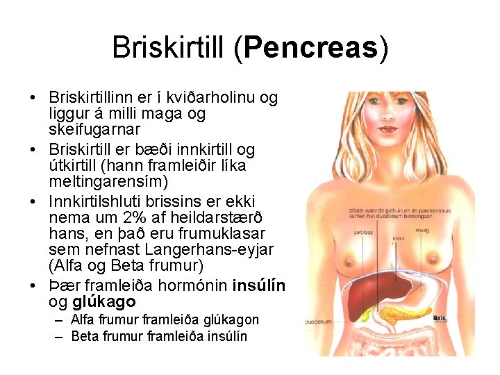 Briskirtill (Pencreas) • Briskirtillinn er í kviðarholinu og liggur á milli maga og skeifugarnar