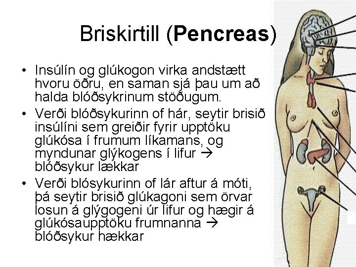 Briskirtill (Pencreas) • Insúlín og glúkogon virka andstætt hvoru öðru, en saman sjá þau