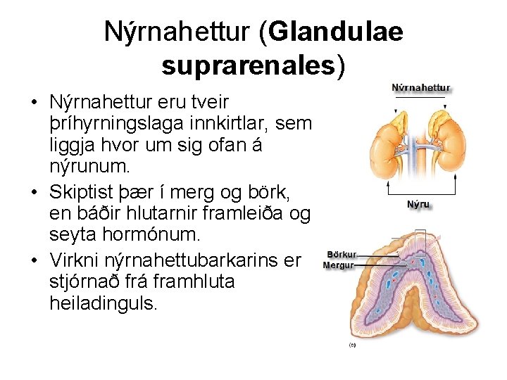 Nýrnahettur (Glandulae suprarenales) • Nýrnahettur eru tveir þríhyrningslaga innkirtlar, sem liggja hvor um sig
