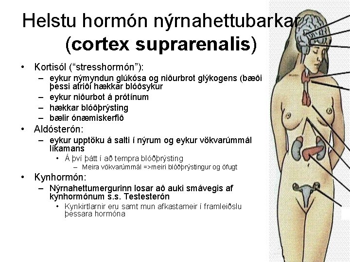 Helstu hormón nýrnahettubarkar (cortex suprarenalis) • Kortisól (“stresshormón”): – eykur nýmyndun glúkósa og niðurbrot