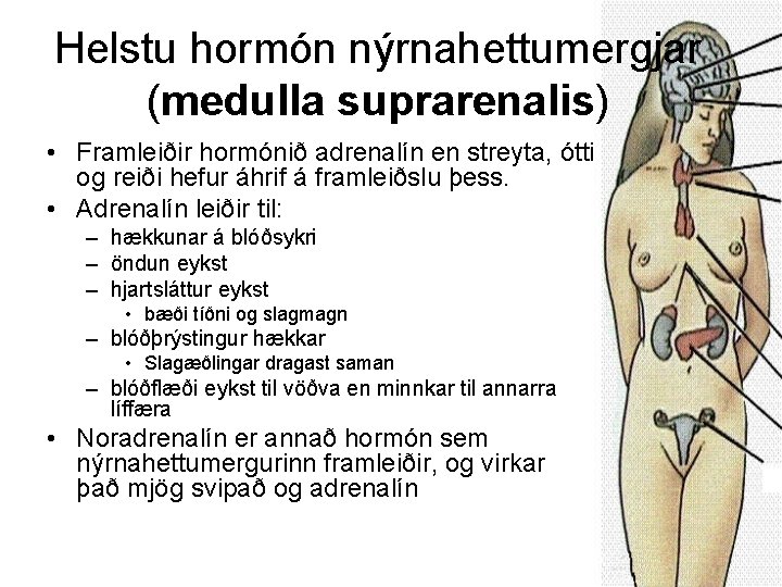 Helstu hormón nýrnahettumergjar (medulla suprarenalis) • Framleiðir hormónið adrenalín en streyta, ótti og reiði
