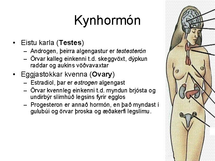 Kynhormón • Eistu karla (Testes) – Androgen, þeirra algengastur er testesterón – Örvar kalleg