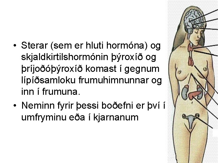  • Sterar (sem er hluti hormóna) og skjaldkirtilshormónin þýroxíð og þríjoðóþýroxíð komast í