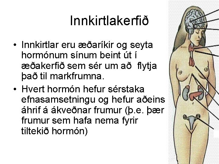 Innkirtlakerfið • Innkirtlar eru æðaríkir og seyta hormónum sínum beint út í æðakerfið sem