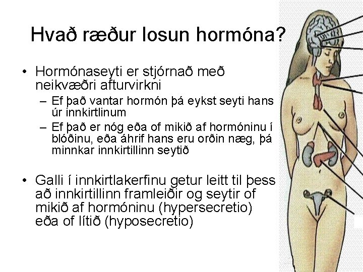 Hvað ræður losun hormóna? • Hormónaseyti er stjórnað með neikvæðri afturvirkni – Ef það