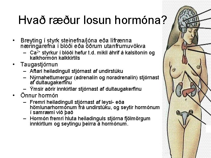 Hvað ræður losun hormóna? • Breyting í styrk steinefna/jóna eða lífrænna næringarefna í blóði