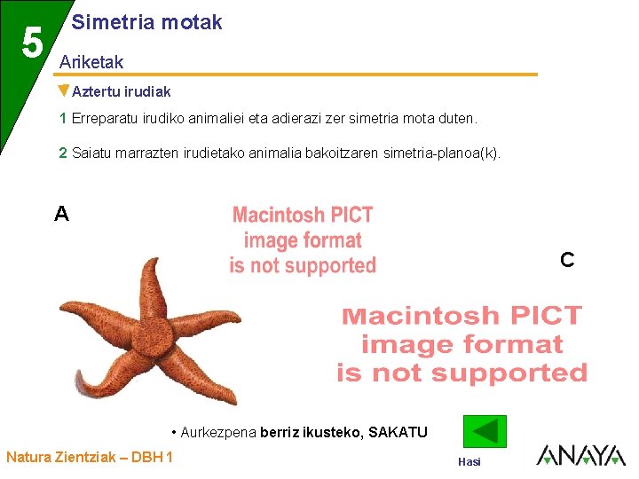 UNIDAD Simetria motak 5 Ariketak 3 Aztertu irudiak 1 Erreparatu irudiko animaliei eta adierazi