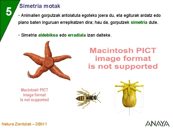 UNIDAD 5 3 Simetria motak • Animalien gorputzak antolatuta egoteko joera du, eta egiturak