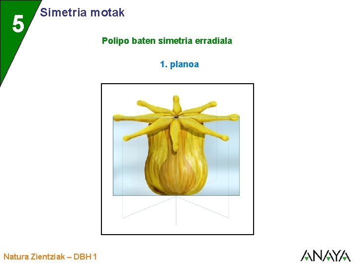 UNIDAD 5 3 Simetria motak Polipo baten simetria erradiala 1. planoa Natura Zientziak –