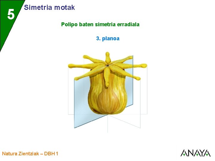 UNIDAD 5 3 Simetria motak Polipo baten simetria erradiala 3. planoa Natura Zientziak –