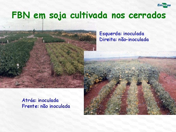 FBN em soja cultivada nos cerrados Esquerda: inoculada Direita: não-inoculada Atrás: inoculada Frente: não