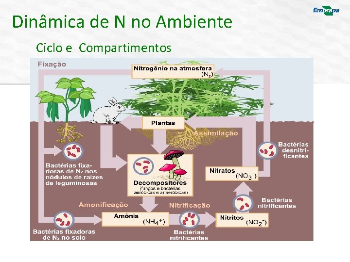 Dinâmica de N no Ambiente Ciclo e Compartimentos 