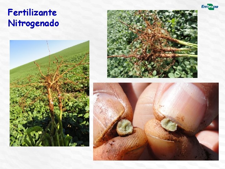 Fertilizante Nitrogenado 