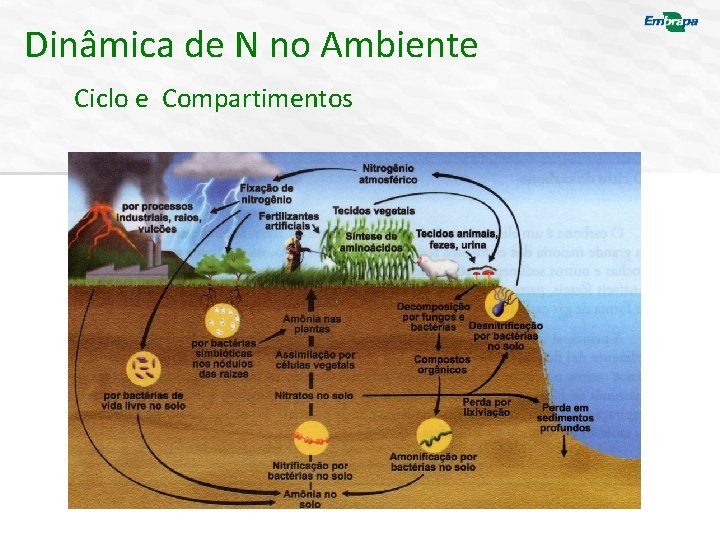 Dinâmica de N no Ambiente Ciclo e Compartimentos 