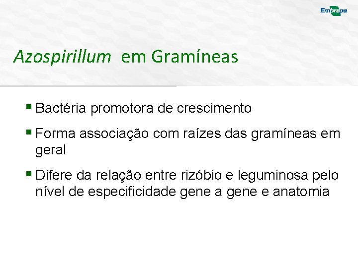 Azospirillum em Gramíneas § Bactéria promotora de crescimento § Forma associação com raízes das