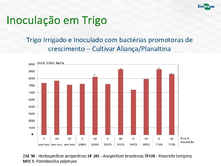 Inoculação em Trigo Irrigado e Inoculado com bactérias promotoras de crescimento – Cultivar Aliança/Planaltina