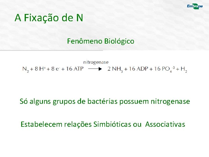 A Fixação de N Fenômeno Biológico Só alguns grupos de bactérias possuem nitrogenase Estabelecem