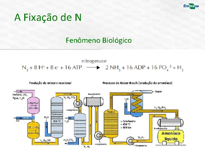 A Fixação de N Fenômeno Biológico 