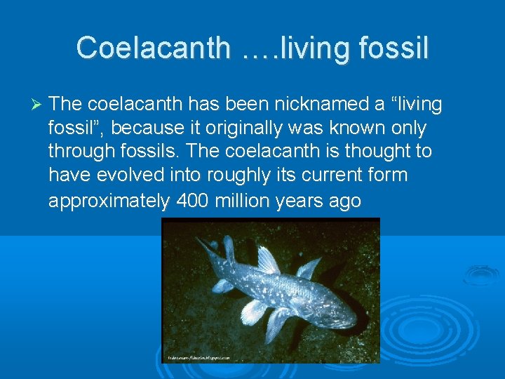 Coelacanth …. living fossil The coelacanth has been nicknamed a “living fossil”, because it