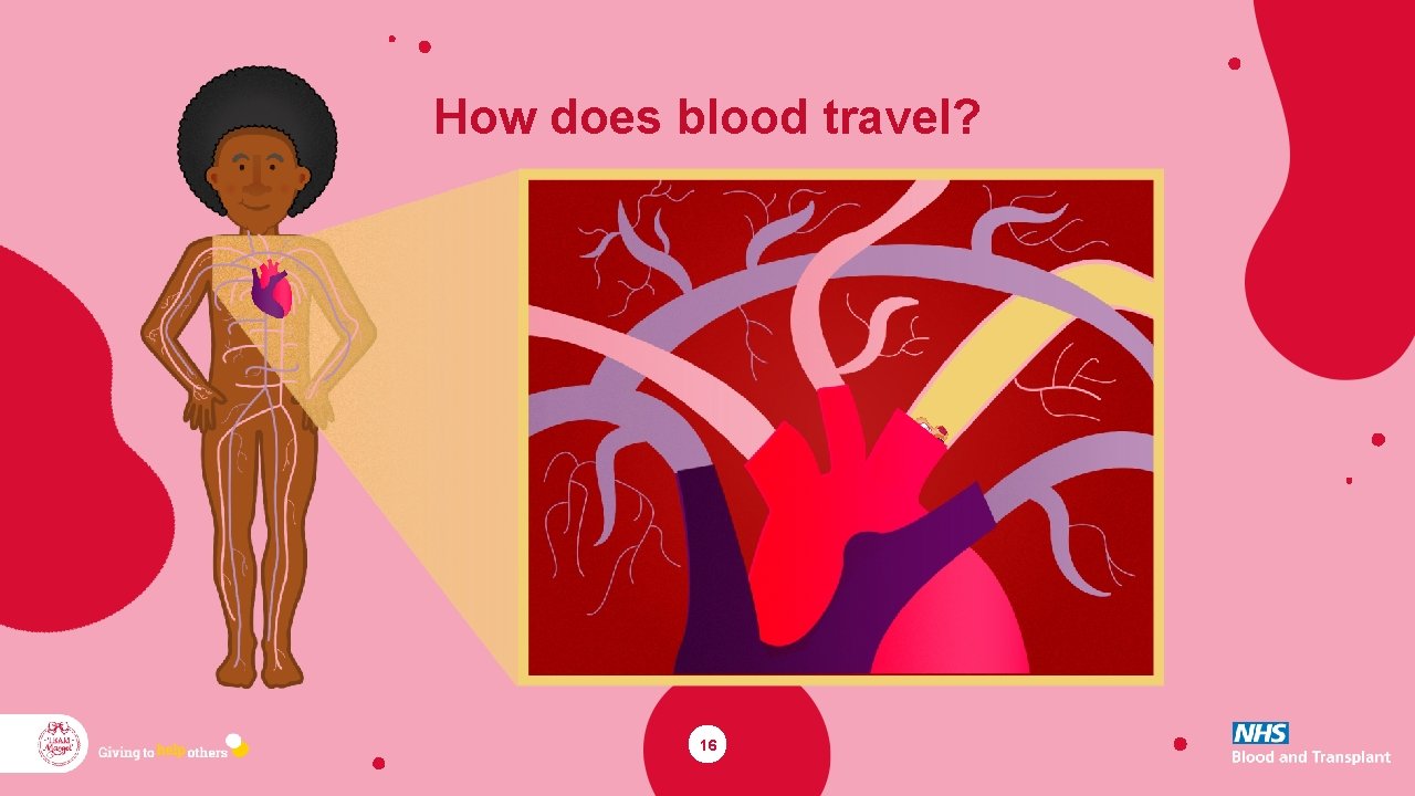 How does blood travel? 16 