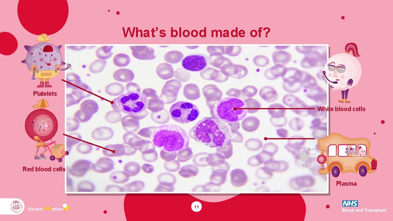What’s blood made of? Platelets White blood cells Red blood cells Plasma 11 