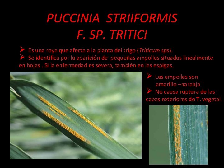 PUCCINIA STRIIFORMIS F. SP. TRITICI Ø Es una roya que afecta a la planta