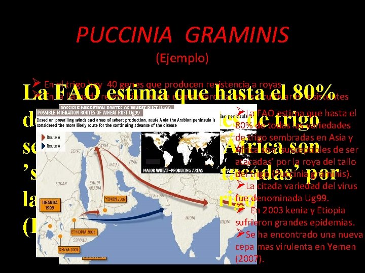 PUCCINIA GRAMINIS (Ejemplo) Ø En el trigo hay 40 genes que producen resistencia a