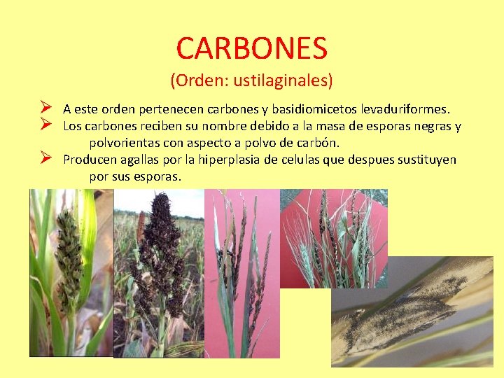 CARBONES (Orden: ustilaginales) Ø A este orden pertenecen carbones y basidiomicetos levaduriformes. Ø Los