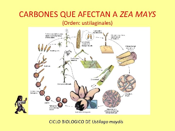 CARBONES QUE AFECTAN A ZEA MAYS (Orden: ustilaginales) CICLO BIOLOGICO DE Ustilago maydis 