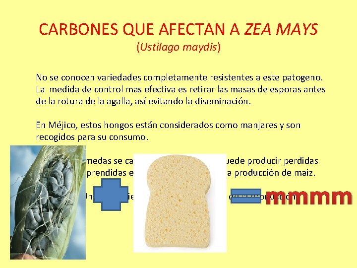 CARBONES QUE AFECTAN A ZEA MAYS (Ustilago maydis) No se conocen variedades completamente resistentes