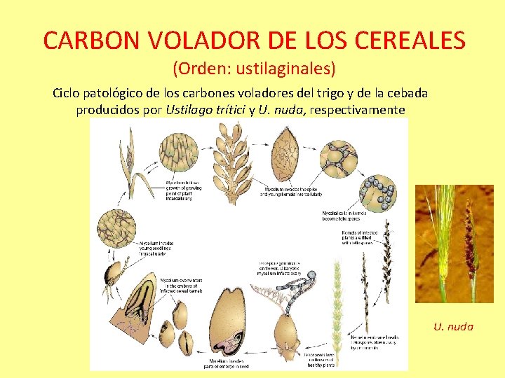 CARBON VOLADOR DE LOS CEREALES (Orden: ustilaginales) Ciclo patológico de los carbones voladores del