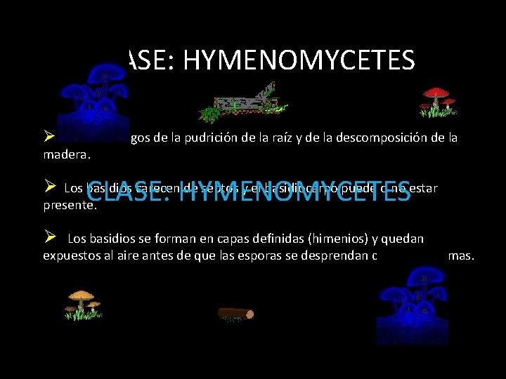 CLASE: HYMENOMYCETES Ø Son los hongos de la pudrición de la raíz y de