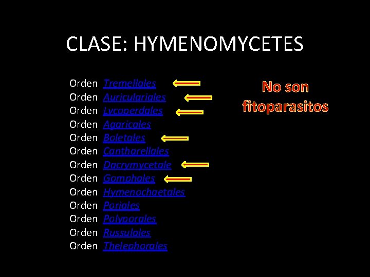 CLASE: HYMENOMYCETES Orden Tremellales Orden Auriculariales Orden Lycoperdales Orden Agaricales Orden Boletales Orden Cantharellales