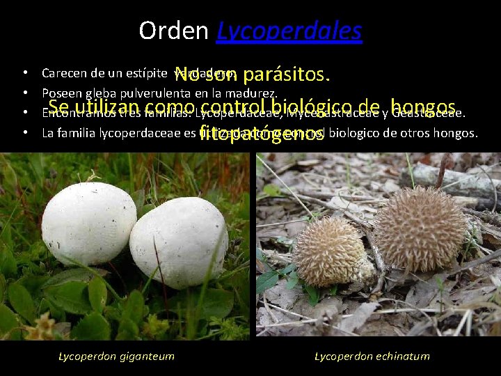 Orden Lycoperdales • • No son parásitos. Se utilizan como control biológico de hongos