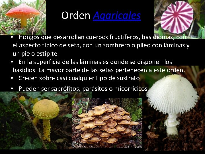 Orden Agaricales • Hongos que desarrollan cuerpos fructíferos, basidiomas, con el aspecto típico de