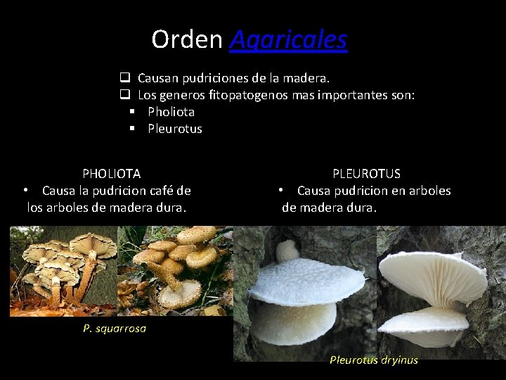Orden Agaricales q Causan pudriciones de la madera. q Los generos fitopatogenos mas importantes